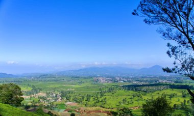 Arka planda çarpıcı dağ manzaralı yeşil çay bahçesi.