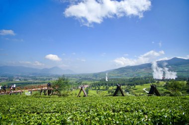 natural view of tea plantation with quite cloudy sky clipart