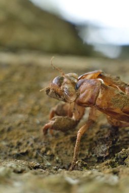 Bir çekirgenin seçici odak noktası.