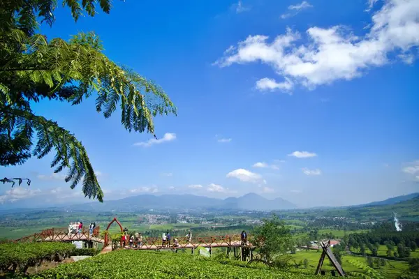 stock image natural view of tea plantation with quite cloudy sky