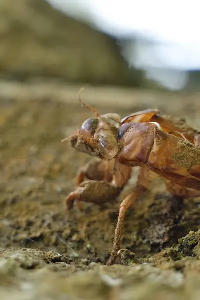 Bir çekirgenin seçici odak noktası.