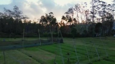 Gün batımı dağların üzerinde, güneş ışığı yükselen çam ağaçlarının arasında parlıyor.