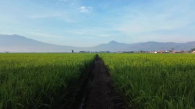 Yeşil çeltik pirinç tarlaları