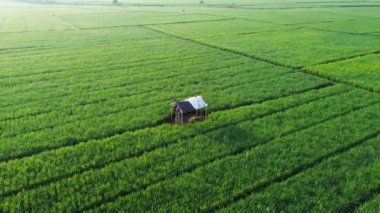 Pirinç tarlası olan güzel bir manzara.