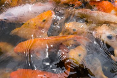 Suda koi balığı, gölde koi balığı