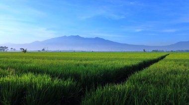 Bereketli yeşil pirinç tarlaları, berrak mavi gökyüzünün altındaki uzak bir dağ sırasına doğru uzanır..