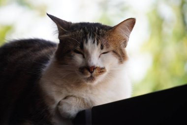 Gün boyunca demir bir çitin üzerinde oturan güzel beyaz ve gri çizgili evcil bir kedinin yakın plan fotoğrafı. Uykulu, tembel, tapılası ve çok tatlı.