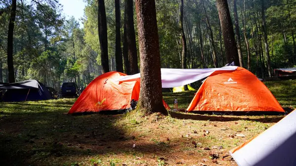 Bandung, Endonezya, 12 Ekim 2024: Çam ağaçlarının altındaki kamp alanı