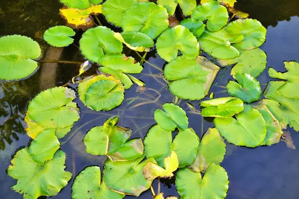 Bahçede yeşil yapraklar