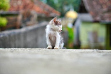 Duvarda gözleri kapalı oturan küçük bir kedi yavrusu. Hayvanlar, hayvanlar ve doğa kavramı.