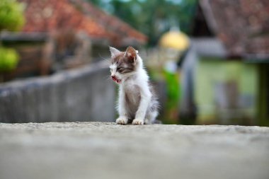 Küçük kedi yavrusu dili dışarıda bir duvarda oturuyor..