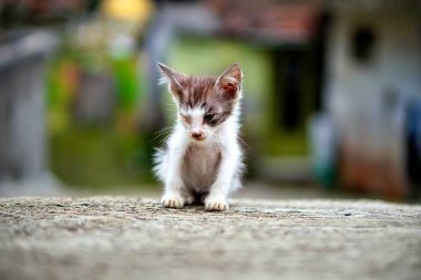Betonun üzerinde oturan hasta bir kedi yavrusu. Hayvan kurtarma konsepti.