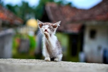 Dışarıda kendini temizleyen sevimli kedi yavrusu. Evcil hayvan, hayvan ve evcil hayat kavramı.