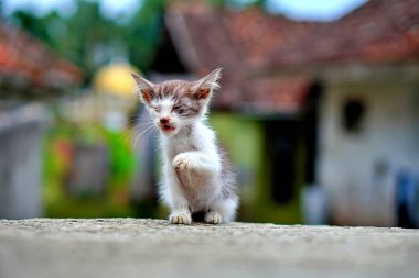 Pençelerini kaldırmış, açık havada küçük bir kedi yavrusu. Sevimli, neşeli ve meraklı..