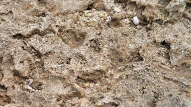 Yıpranmış mercan kayalarını kabuk ve kumla kapatın. Doğal doku ve desen.