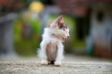 Küçük kedi yavrusu ağzı açık dışarıda oturuyor..