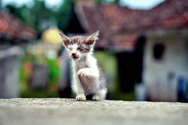 Pençelerini kaldırmış, dışarıda oturan minik bir kedi yavrusu..