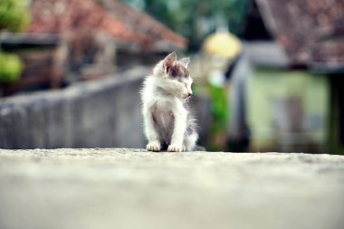 Köyün duvarında oturan küçük bir kedi yavrusu..