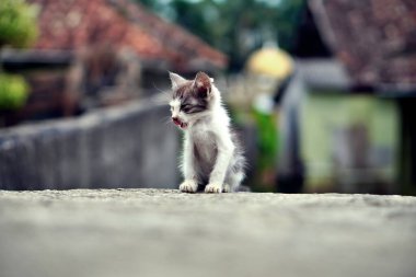 Duvarda oturan küçük bir kedi yavrusu, dili dışarı çıkmış..