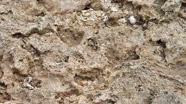 Yıpranmış mercan kayalarını kabuk ve kumla kapatın. Doğal doku ve desen.