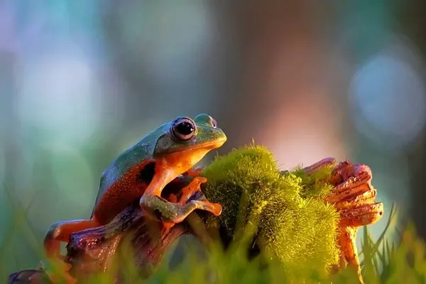Uçan kurbağa bulanık arkaplanlı kayanın üzerinde oturuyor.