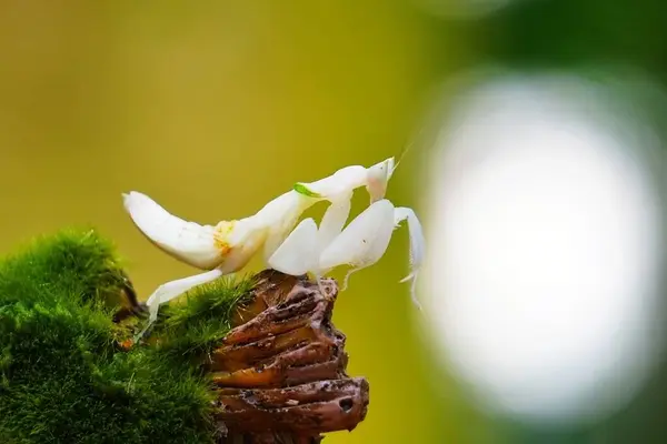 Orkide peygamber devesi 