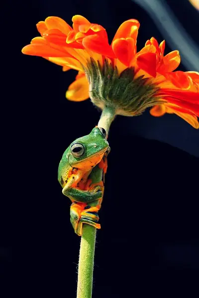 Turuncu kasımpatı çiçeğinin üzerinde oturan uçan kurbağa.