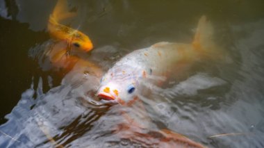 Koi balığı gölette yüzüyor. Sudaki renkli balıklar.