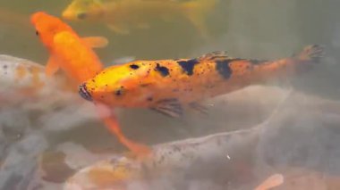 Koi balıkları gölette, balıklı geleneksel Asya göleti.