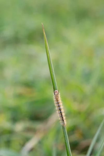 stock image a close up of the worm on the green leaf in the fields