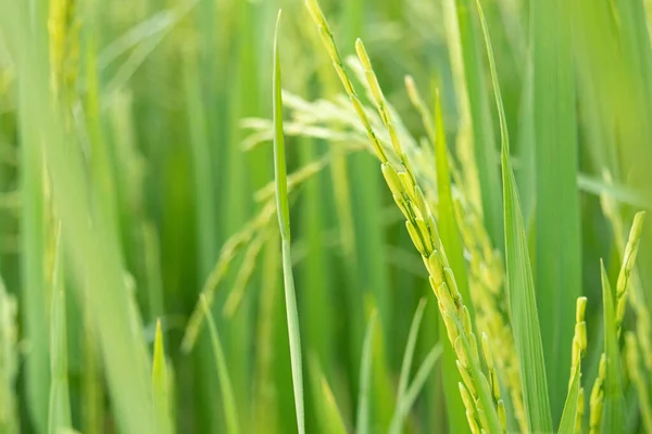 stock image The greenery rice field, agriculture grain farming