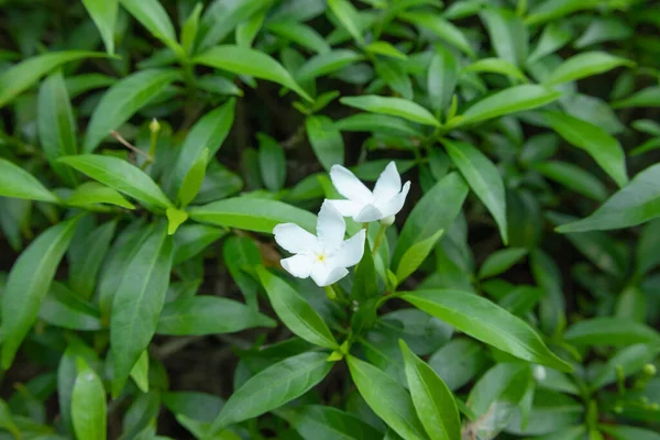 Close Beautiful White Bloom Pinwheel Flower Garden Blooming Crepe Jasmine — Stock Photo, Image