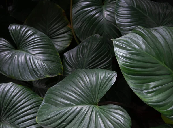 stock image Green Leaf texture in the garden background