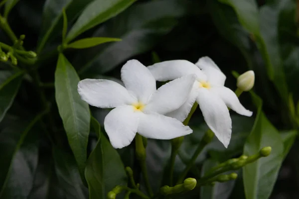 庭の美しい白い花のピンホイールの花を閉じ クレープジャスミンを咲かせます — ストック写真