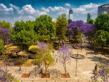 Mxico şehrinde Jacarandas çiçek açıyor 