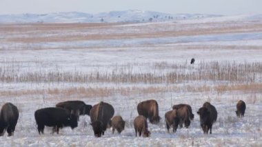 Hardy Buffalo Grubu, Cold Prairie Field, Wintry Survival, Tranquil Grazing Scene