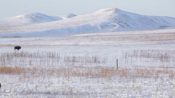 Βόσκηση Herd Στο Χιόνι Θηλαστικά Χειμερινή Χορτονομή Snowfield Hardy Natures — Αρχείο Βίντεο