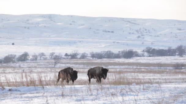 Frosty Foraging Bison Walking Wintry Prairie Scene Snowy Grazing Wildlife — Stock Video