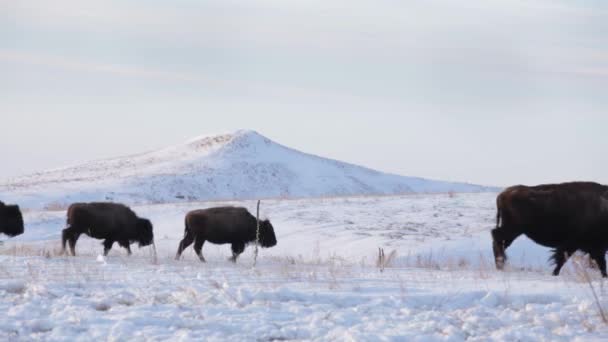 Buffelkudde Vorst Wintervoeder Aan Overkant Koud Sneeuwbeladen Prairie — Stockvideo