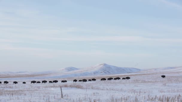 Serene Bison Group Voedergewassen Bij Koud Weer Sneeuwstofveld Ongestoorde Habitat — Stockvideo