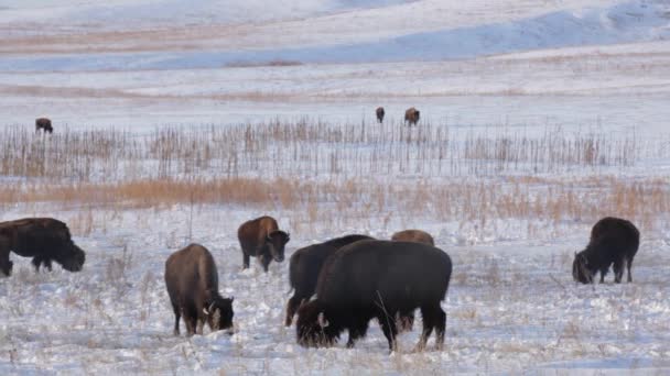 Χειμερινή Άγρια Ζωή Bison Τρώγοντας Παγωμένο Έδαφος Χιονισμένες Πεδιάδες Serene — Αρχείο Βίντεο