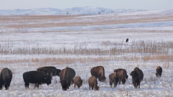 Hardy Buffalo Group Cold Prairie Field Overwintering Rustige Weidegang — Stockvideo