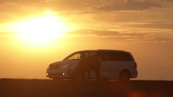 Zwiedzający Zachód Słońca Przejeżdżający Samochód Podziwiać Big Horn Owiec Reserve — Wideo stockowe