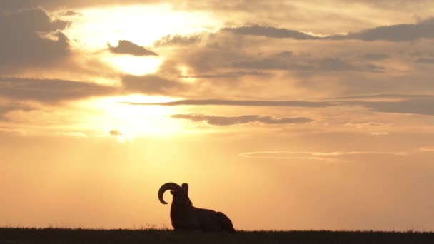 Klidná Scéna Big Horn Ovce Pasoucí Jako Západ Slunce Odpočívající — Stock video