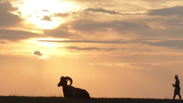 游客和汽车经过大角羊在日落 在自然保护区 — 图库视频影像
