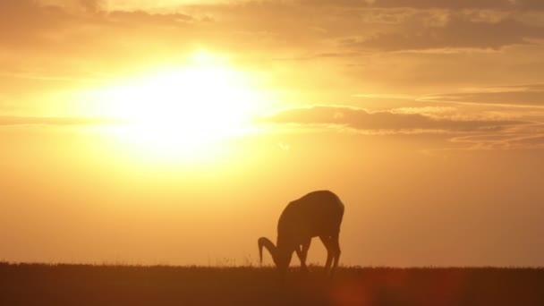 雄伟的大角羊在荒地国家公园的草地上 在日落前的轮廓 — 图库视频影像