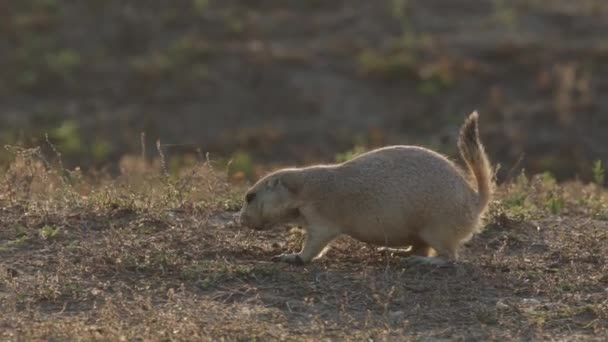 在美国草原的野外景观中捕猎草原犬 — 图库视频影像