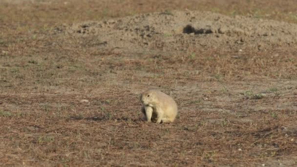 Native Wildlife Een Prairie Dog Hunching Gras South Dakota Plains — Stockvideo