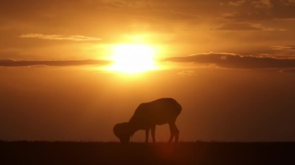 大角羊在草地上吃草的野草在落日下的轮廓 — 图库视频影像
