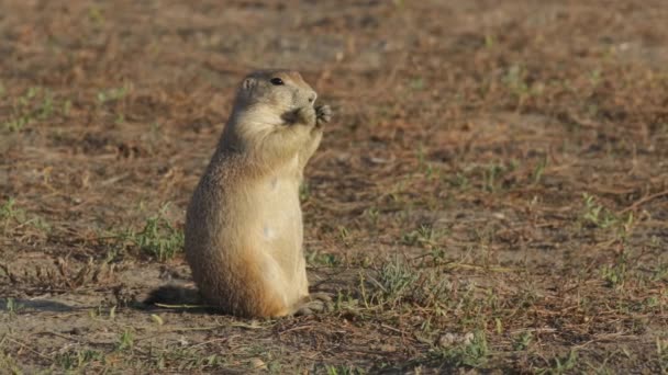 Wild Prairie Dog Foraging Graslanden Van Amerika Schattig Mollig — Stockvideo
